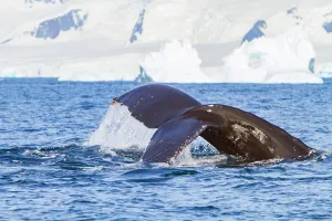 Large Prints: Humpback whale flukes up during dive near Antarctic Peninsula in the cold waters of Antarctica while icebergs are