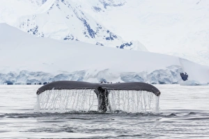 Sealife Prints: Humpback whale (Megaptera novaeangliae)