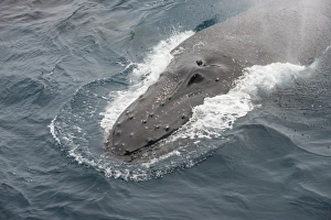 Humpback whale (Megaptera novaeangliae), South Sandwich Islands, Antarctica, Polar