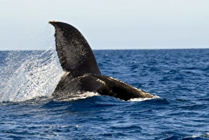 Images Dated 29th August 2007: Humpback whale (Megaptera novaeangliae), Ile Sainte Marie, Madagascar, Indian Ocean