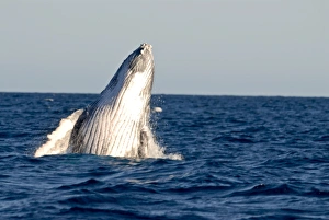 Images Dated 29th August 2007: Humpback whale (Megaptera novaeangliae), Ile Sainte Marie, Madagascar, Indian Ocean