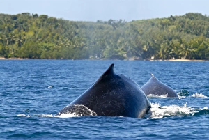 Images Dated 29th August 2007: Humpback whale (Megaptera novaeangliae), Ile Sainte Marie, Madagascar, Indian Ocean