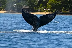 Images Dated 29th August 2007: Humpback whale (Megaptera novaeangliae), Ile Sainte Marie, Madagascar, Indian Ocean