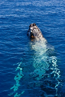 Images Dated 14th September 2008: Humpback whale (Megaptera novaeangliae) in Harvey Bay, Queensland, Australia, Pacific