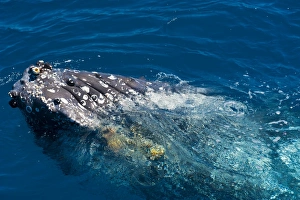 Images Dated 14th September 2008: Humpback whale (Megaptera novaeangliae) in Harvey Bay, Queensland, Australia, Pacific