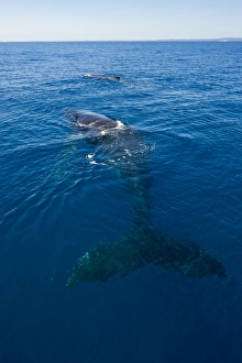 Images Dated 14th September 2008: Humpback whale (Megaptera novaeangliae) in Harvey Bay, Queensland, Australia, Pacific
