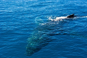Images Dated 14th September 2008: Humpback whale (Megaptera novaeangliae) in Harvey Bay, Queensland, Australia, Pacific