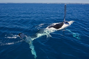 Images Dated 14th September 2008: Humpback whale (Megaptera novaeangliae) in Harvey Bay, Queensland, Australia, Pacific