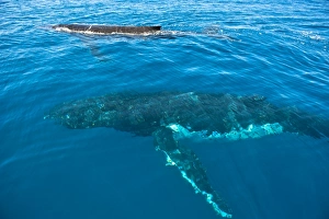 Images Dated 14th September 2008: Humpback whale (Megaptera novaeangliae) in Harvey Bay, Queensland, Australia, Pacific