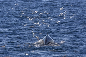 Humpback whale (Megaptera novaeangliae), Vikingbukta, Northeast Greenland, Polar Regions