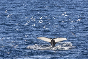 Humpback whale (Megaptera novaeangliae), Vikingbukta, Northeast Greenland, Polar Regions