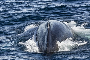 Humpback whale (Megaptera novaeangliae), Vikingbukta, Northeast Greenland, Polar Regions