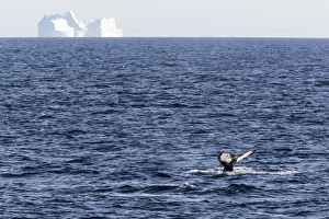 Humpback whale (Megaptera novaeangliae), Vikingbukta, Northeast Greenland, Polar Regions
