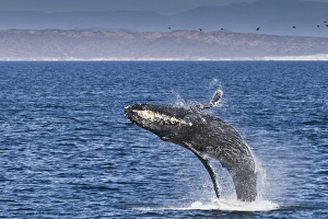 Breaching Prints: Humpback whale (Megaptera novaeangliae) breach