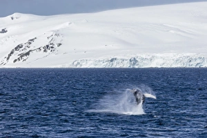 Humpback whale (Megaptera novaeangliae) breaching, Gerlache Strait, Antarctica, Polar Regions