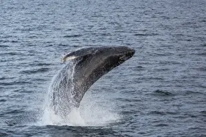 Humpback whale (Megaptera novaeangliae) breaching off Gwaii Haanas, Haida Gwaii, British Columbia