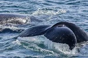 Humpback whale (Megaptera novaeangliae) flukes-up dive in Dallmann Bay, Antarctica, Polar Regions