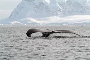 Humpback whale rising out of the sea, Antarctica, Polar Regions