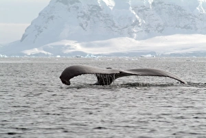 Humpback whale rising out of the sea, Antarctica, Polar Regions Humpback whale rising out of the sea, Antarctica, Polar Regions