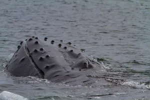 Mammals Prints: Humpback whale surfaces near Antarctic Peninsula showing tubercles and distinctive features on its back