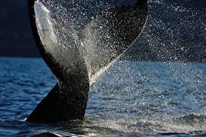 Humpback whale tail, Great Bear Rainforest, British Columbia, Canada, North America