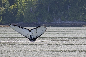 Vancouver Island Prints: Humpback whales in Quatsino Sound