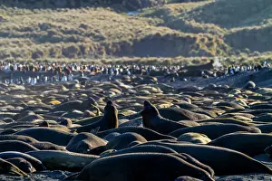 Wildlife Protection Prints: Hundreds of southern elephant seals (Mirounga leonina) hauled out onto the breeding beach at Gold Harbour