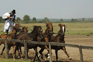 Co Operation Prints: Hungarian cowboy horse show