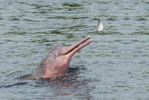 Manaus Prints: Hunting Amazon River dolphin (pink Amazon dolphin) (Inia geoffrensis), Rio Negro