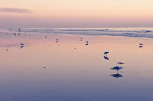 Sea Gull Prints: Huntington Beach, California, United States of America, North America
