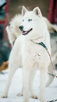 Working Animals Prints: Huskies at an international dog sled race