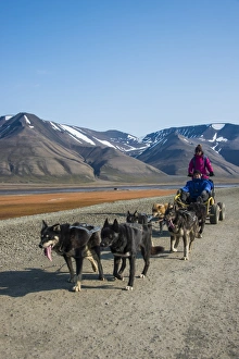 Working Animals Prints: Husky dog sledding on wheels, Svalbard, Longyearbyen, Norway, Scandinavia, Europe