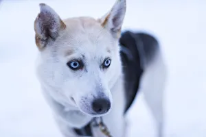 Looking Away Prints: Husky Farm, Lapland, Finland, Europe
