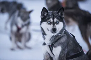 Canis Lupus Familiaris Prints: Husky at a husky farm in Lapland, Finland, Europe
