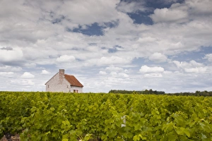 Loire Valley Prints: A hut in the middle of vineyards near Chemery