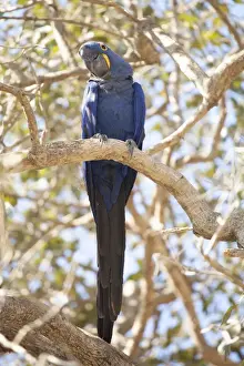 Parrot Prints: Hyacinth macaw (Anodorhynchus hyacinthinus) (hyacinthine macaw), Brazil, South America