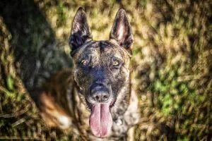 Uninhabited Prints: a hybrid on a belgianand a dutch shepherd