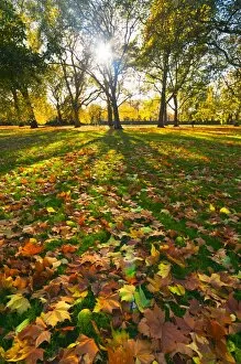 Images Dated 10th November 2010: Hyde Park in autumn, London, England, United Kingdom, Europe