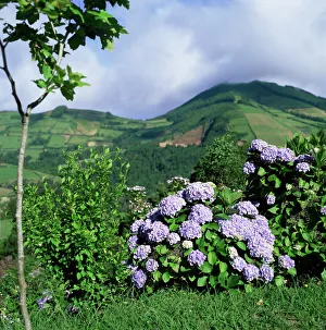 Images Dated 13th January 2000: Hydrangeas in bloom