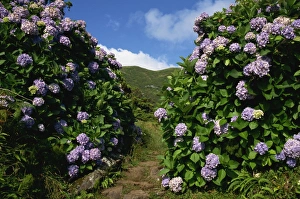 Hydrangeas, a feature of the landscape of the island, Sao Jorge, Azores, Portugal, Europe