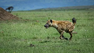 Savannah Prints: Hyena (Hyaenidae), Maasai Mara, Mara North, Kenya, East Africa, Africa