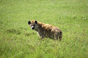 Hyena Prints: Hyena, Masai Mara National Reserve
