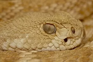 Images Dated 26th November 2009: Hypomelanistic Western Diamond-Back Rattlesnake (Western Diamondback Rattlesnake)
