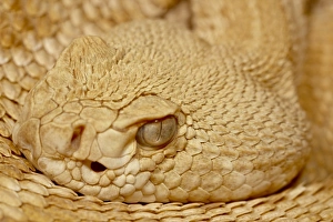 Images Dated 23rd November 2009: Hypomelanistic Western diamond-back rattlesnake (Western diamondback rattlesnake)
