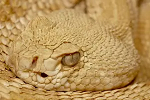Snake Prints: Hypomelanistic Western diamond-back rattlesnake (Western diamondback rattlesnake)