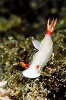 Nudibranch Prints: Hypselodoris bullockii nudibranch