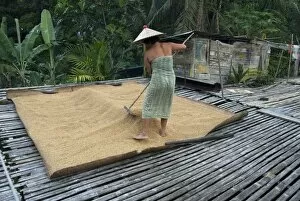 Iban tribeswoman raking through drying rice crop on sacking laid on bamboo longhouse verandah