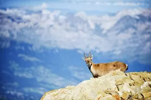 Images Dated 5th September 2010: Ibex (Capra ibex), on lower slopes of Mont Blanc, Chamonix, French Alps, France, Europe