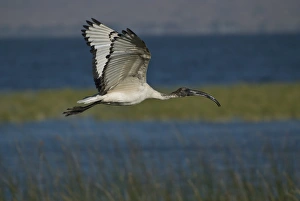 Ibis Prints: Ibis at Awasa Lake, Rift Valley region, Ethiopia, Africa