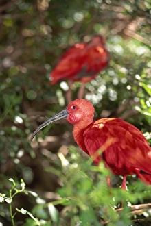 Ibis Prints: Ibis perching in tree